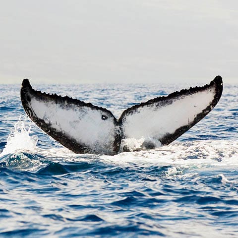 Kapalua-Experiences-Life in the Sea -650px Kapalua Experieces - The Ritz-Carlton Maui, Kapalua